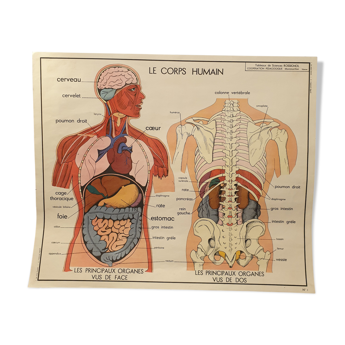 Rossignol human body card