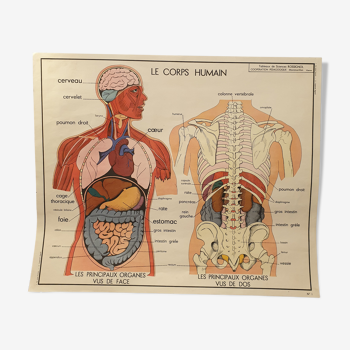 Rossignol human body card