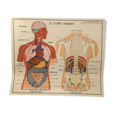 Rossignol human body card