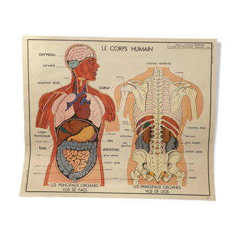 Rossignol human body card