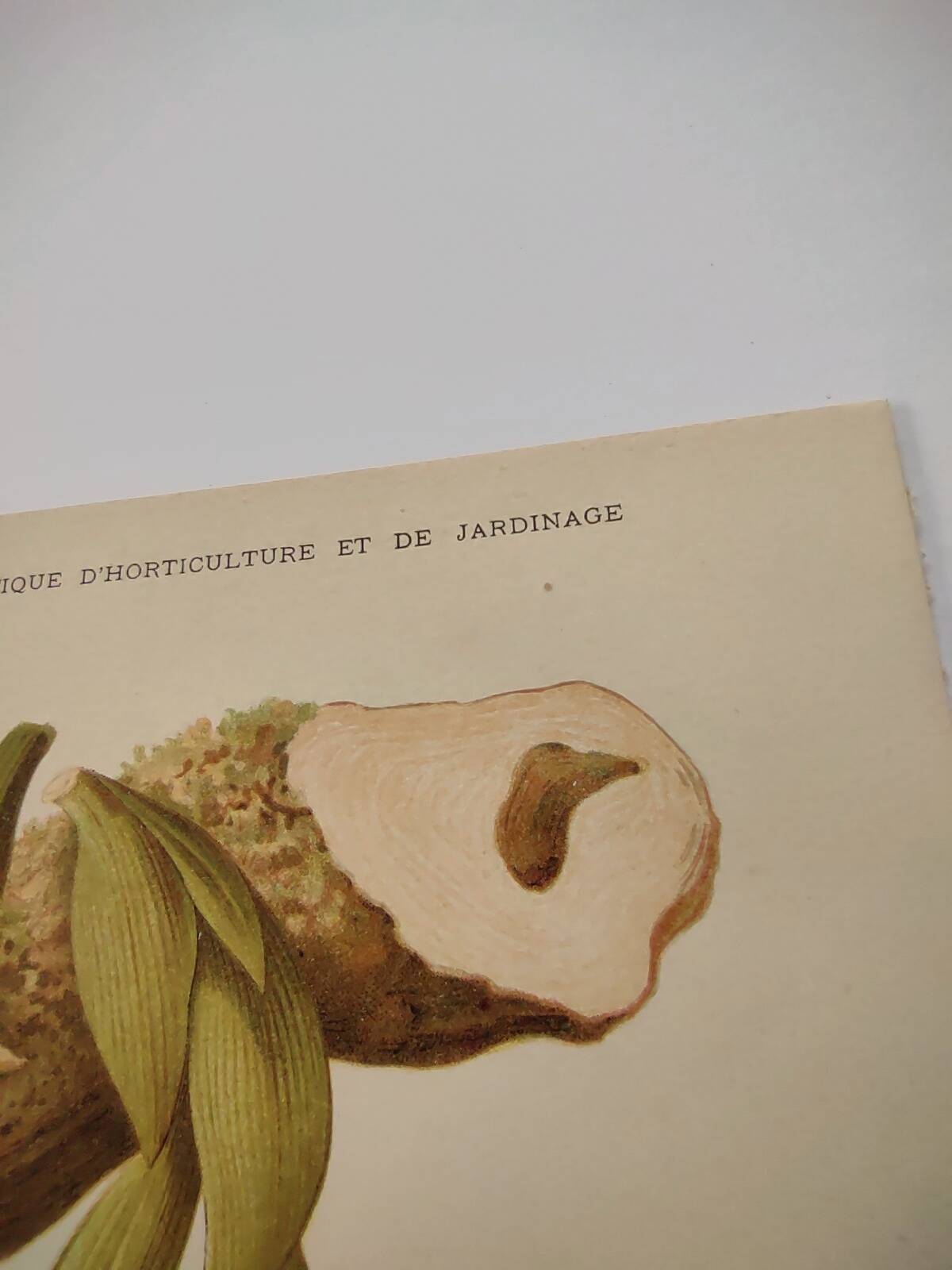 Botanical engraving from 1897 - Stanhopea Tigrina - Original plate A.Lefevre