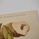 Botanical engraving from 1897 - Stanhopea Tigrina - Original plate A.Lefevre