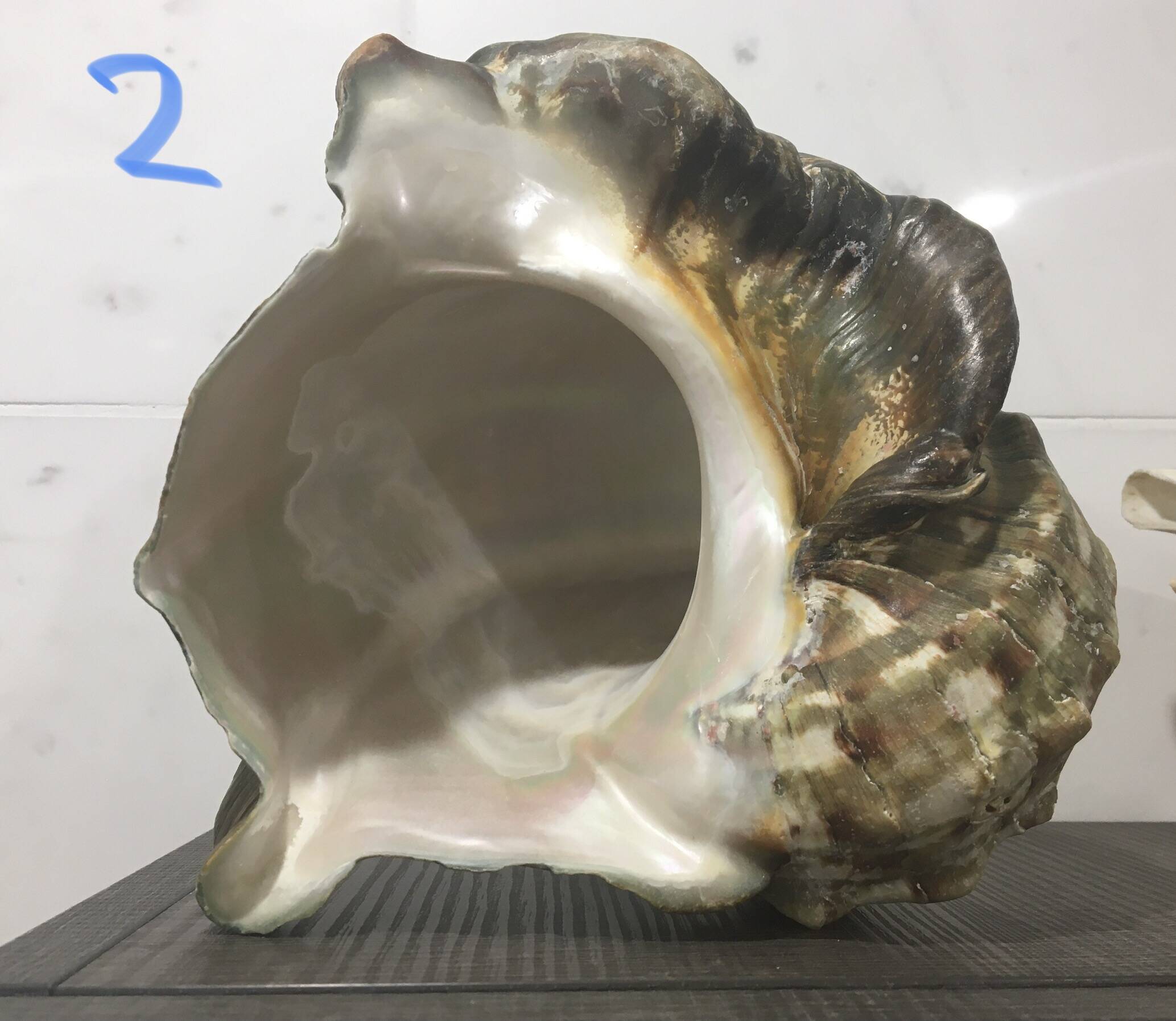 Shell - Whelk