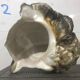 Shell - Whelk