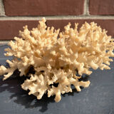 Ancient coral