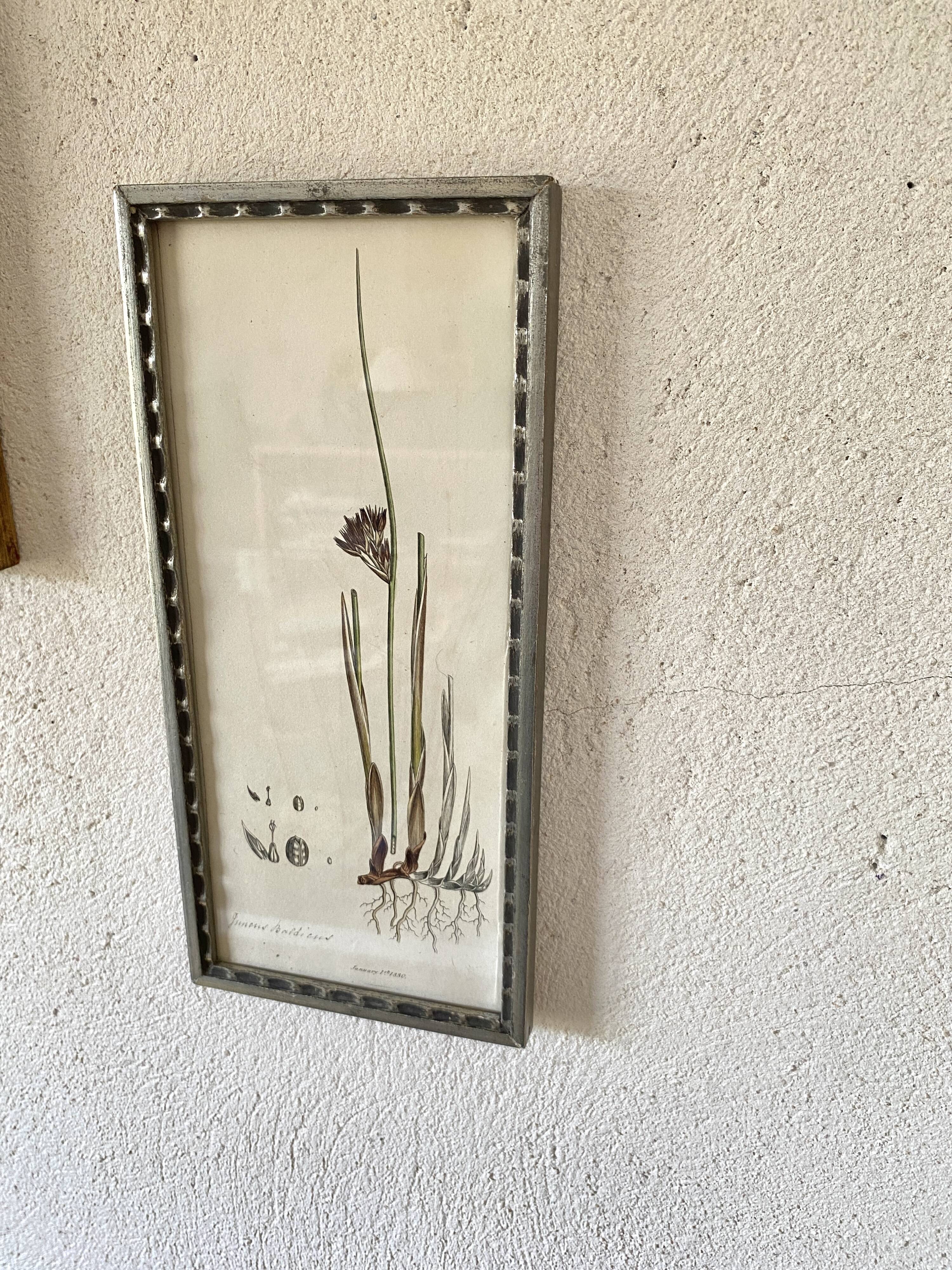 Botanical plate 1830, glazed wooden frame