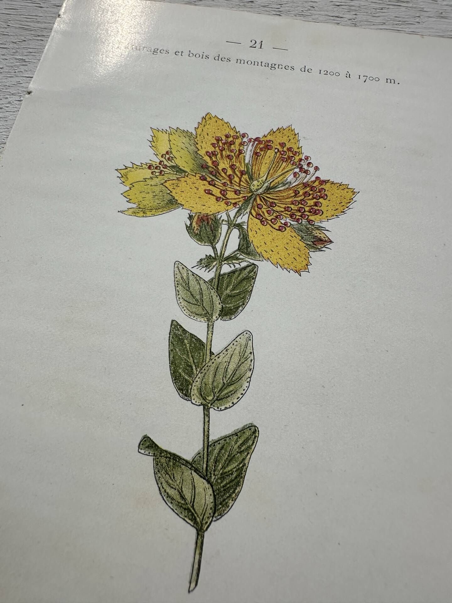 Botanical Plate 1800 Old naturalist engraving 19th century double-sided