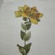 Botanical Plate 1800 Old naturalist engraving 19th century double-sided