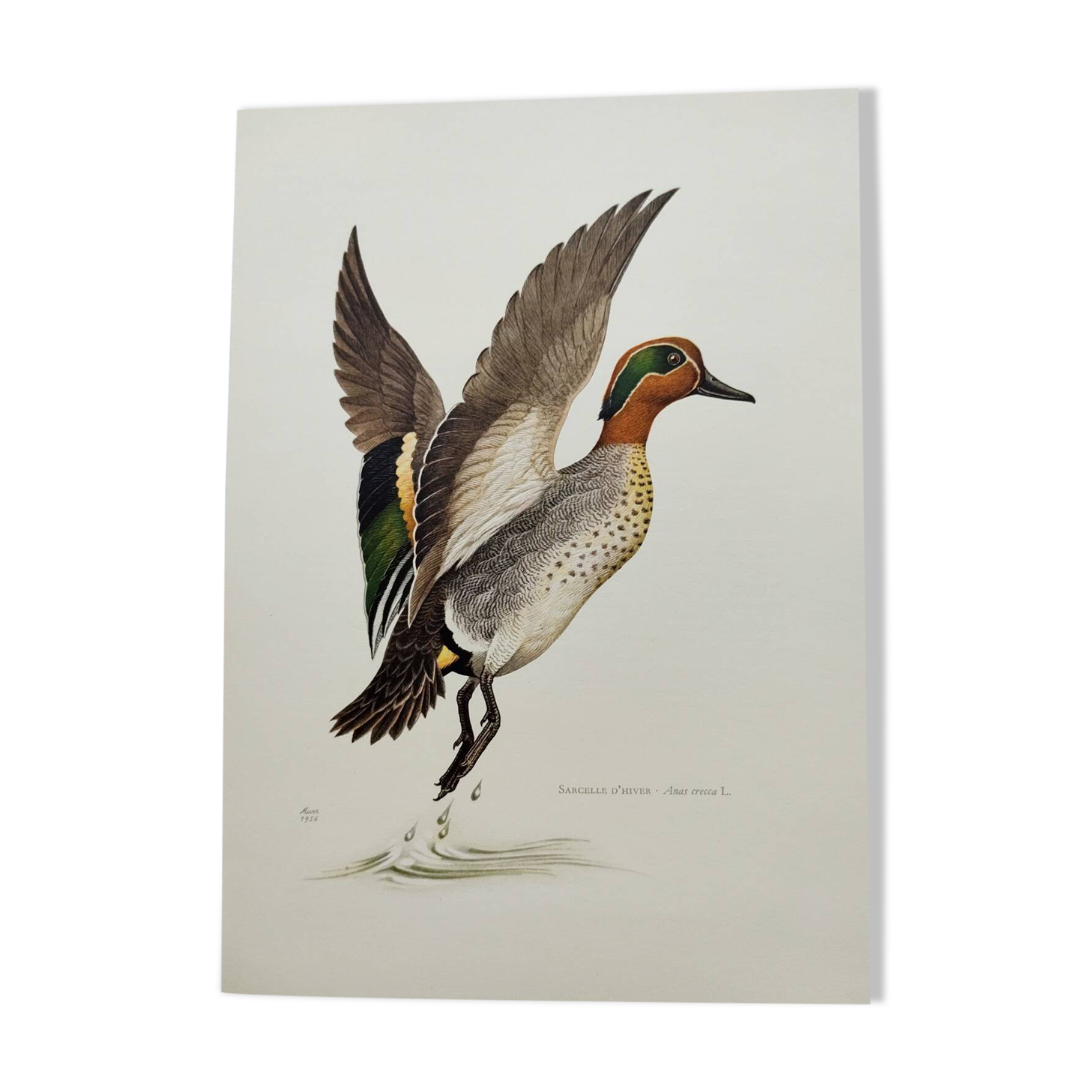 Bird board 60s - Teal - Vintage ornithological illustration