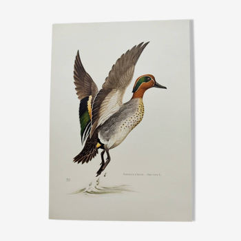 Bird board 60s - Teal - Vintage ornithological illustration