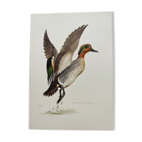 Bird board 60s - Teal - Vintage ornithological illustration