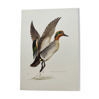 Planche oiseaux Années 60 - Sarcelle d'Hiver - Illustration ornithologique vintage