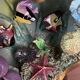 Vintage Cermonac shell fish lamp signed and numbered