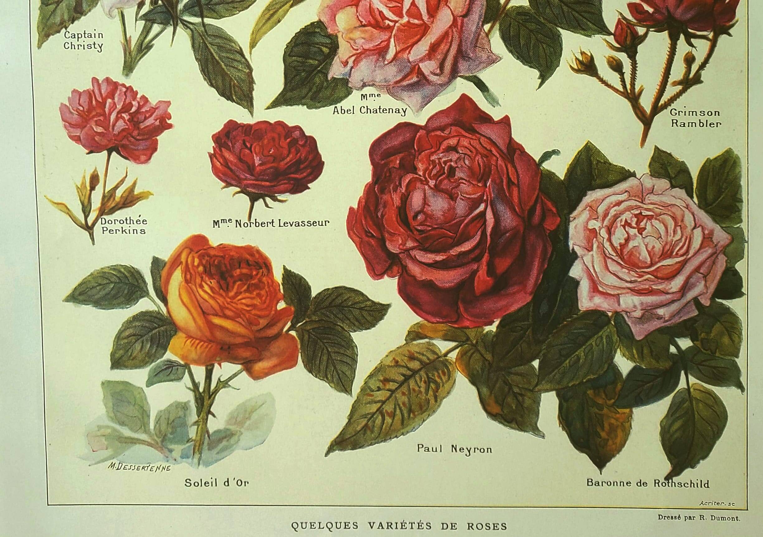 Botanical plate 1921 A. Millot - Roses, varieties, flowers, garden. Engraving