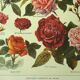 Botanical plate 1921 A. Millot - Roses, varieties, flowers, garden. Engraving