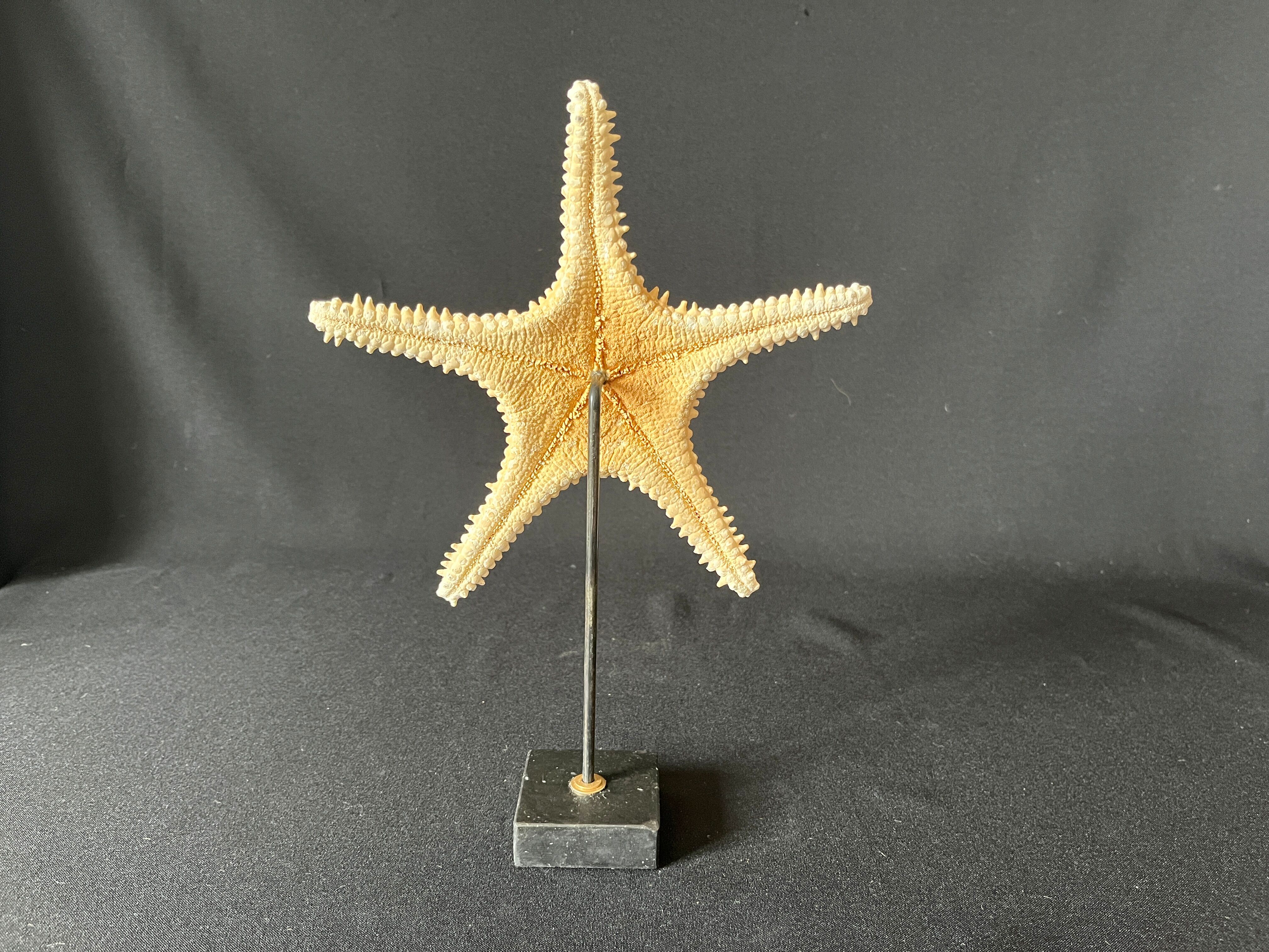 Étoile de mer naturelle sur socle marbre ancien cabinet de curiosités coquillage