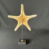 Natural starfish on marble base old cabinet of curiosities shell
