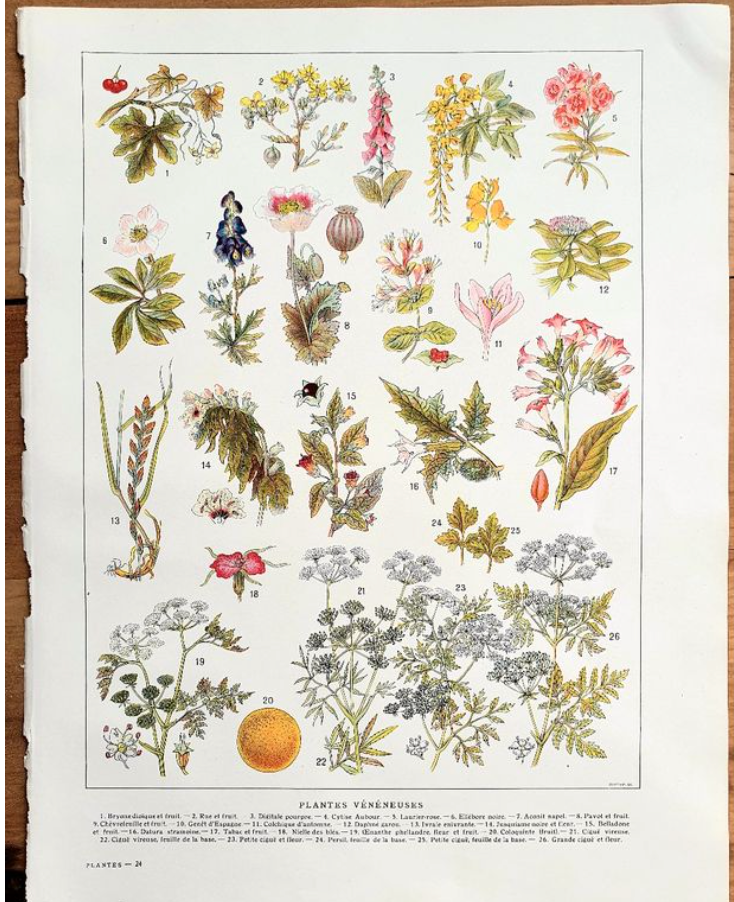 Ancient botanical board 20s Poisonous