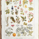 Ancient botanical board 20s Poisonous