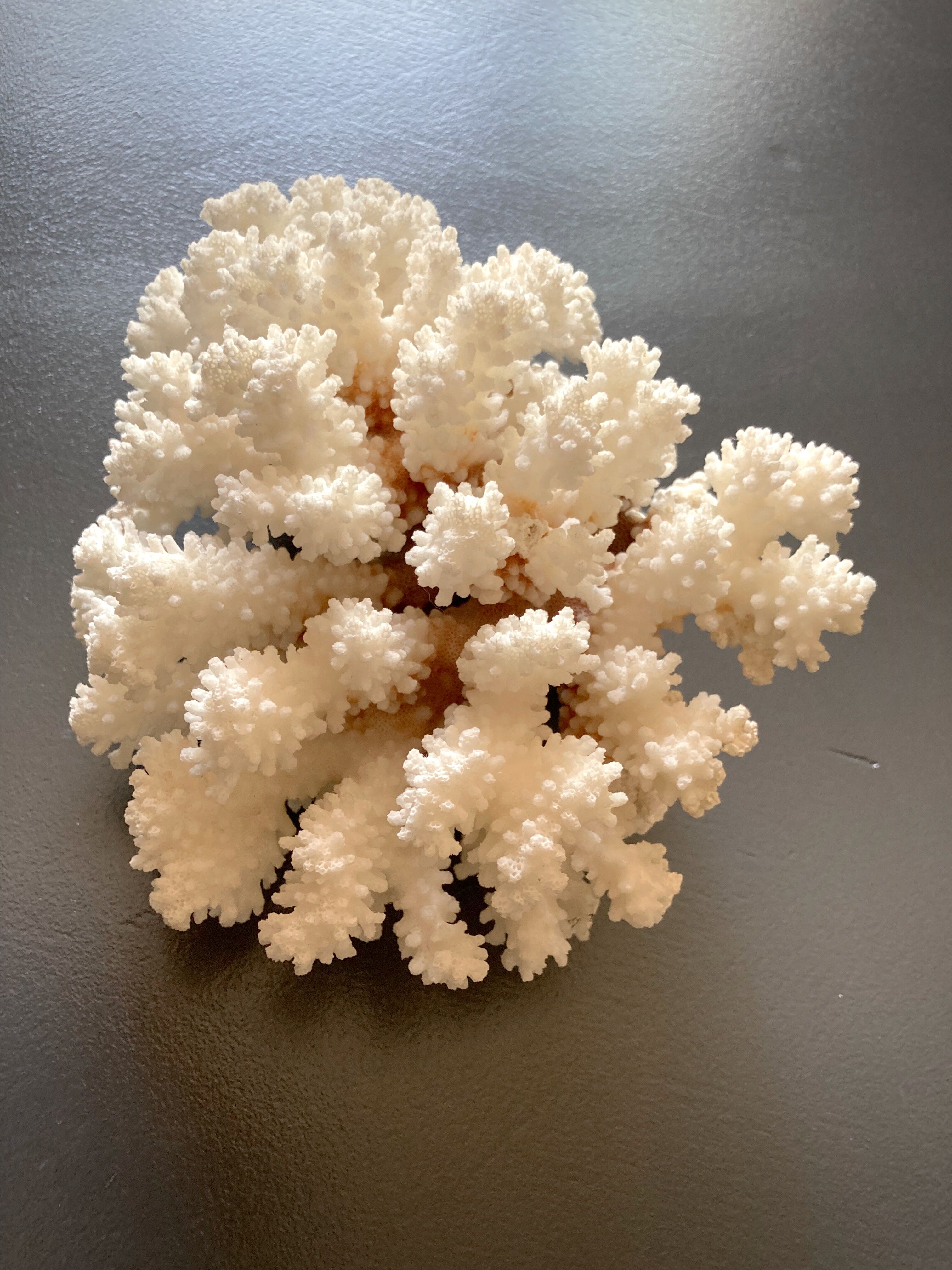 Natural white coral foot