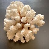 Natural white coral foot