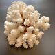 Pied de corail blanc naturel
