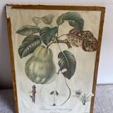 Lithograph, old botanical poster