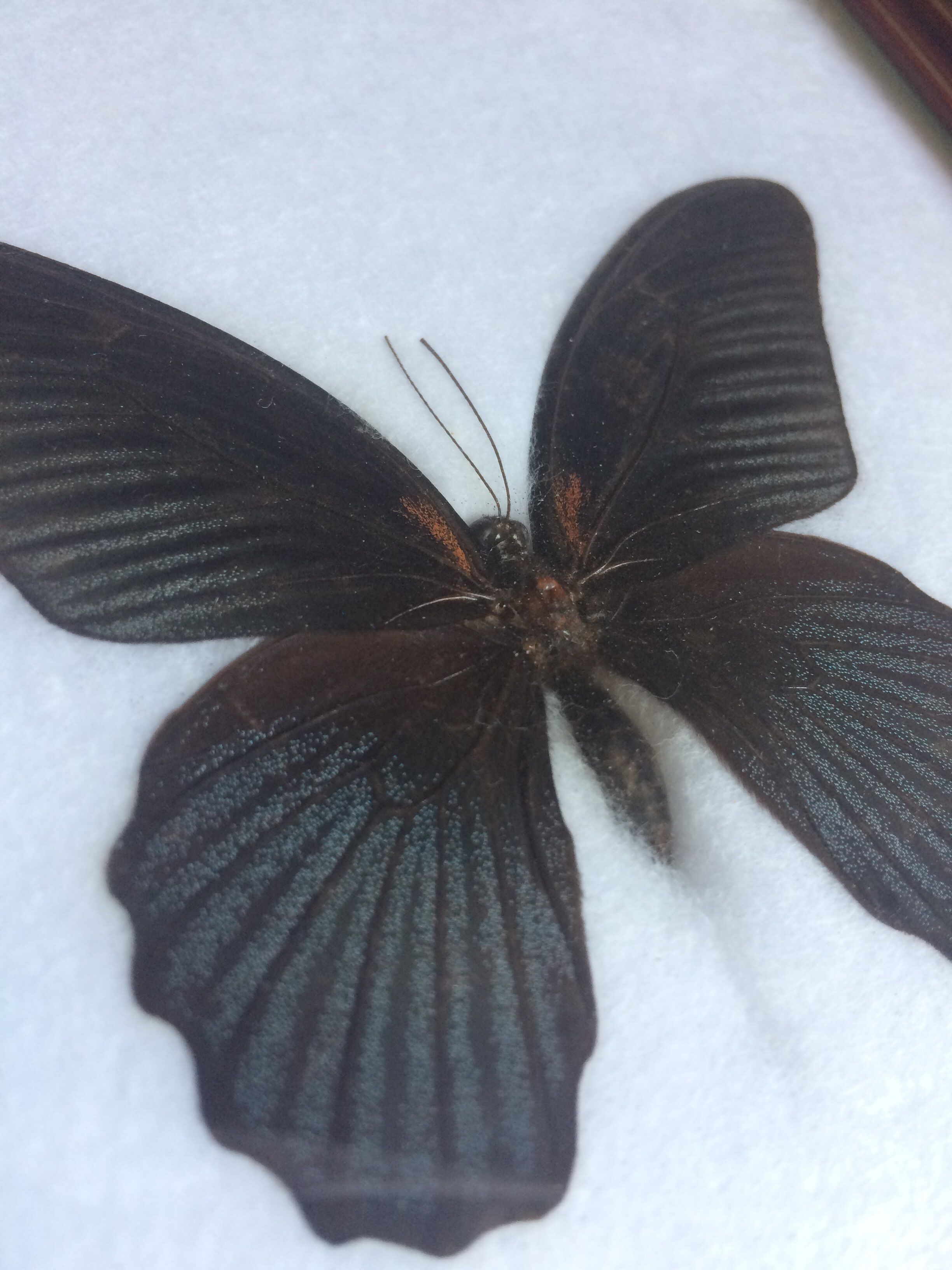 Framed great mormon butterfly