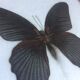 Papillon encadré grand mormon