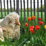 Set of two Wool Sheeps Sculpture by Hans-Peter Krafft for Meier Germany