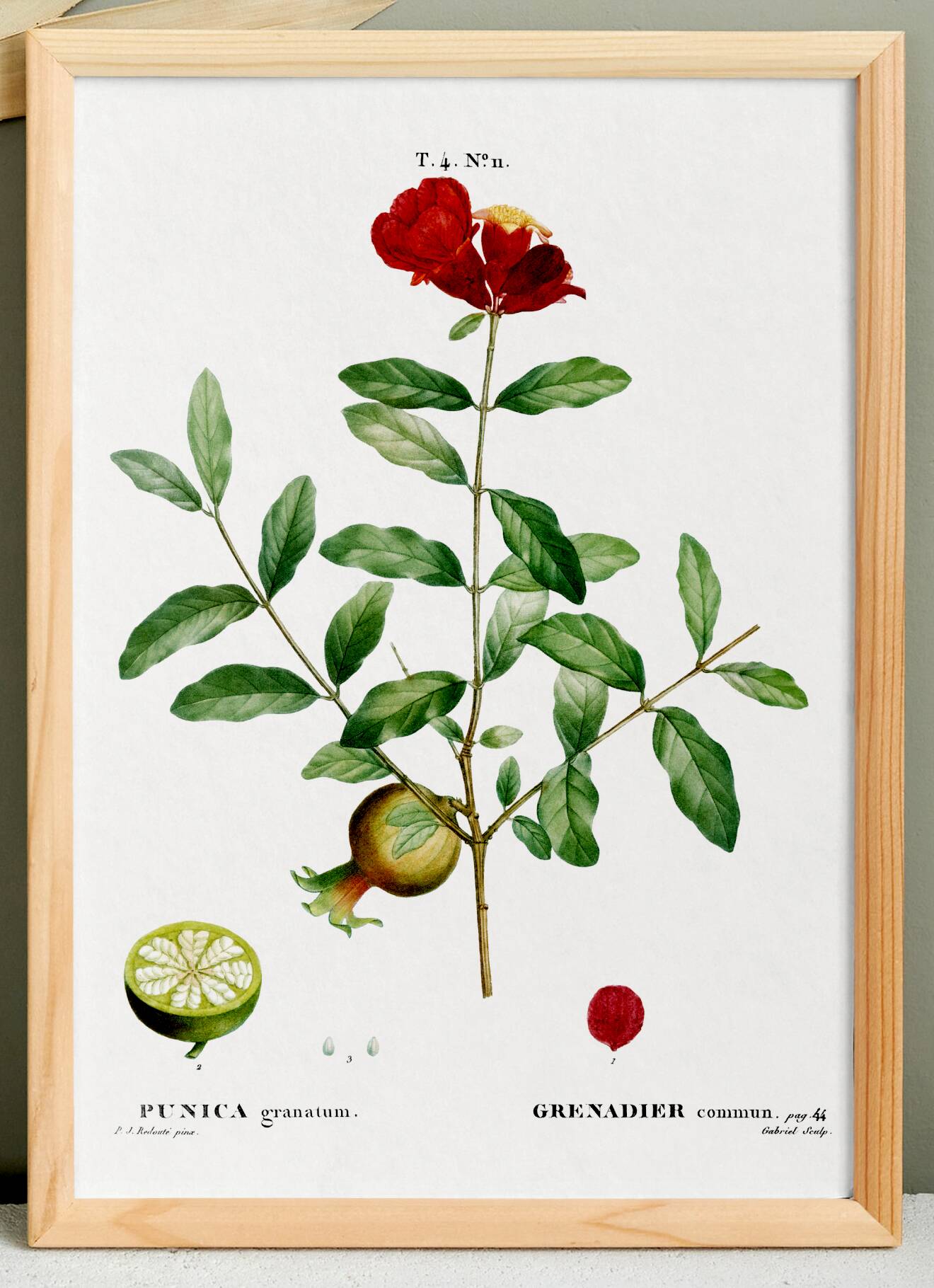 Botanical poster about the pomegranate tree, based on an old engraving from 1802