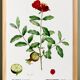 Botanical poster about the pomegranate tree, based on an old engraving from 1802