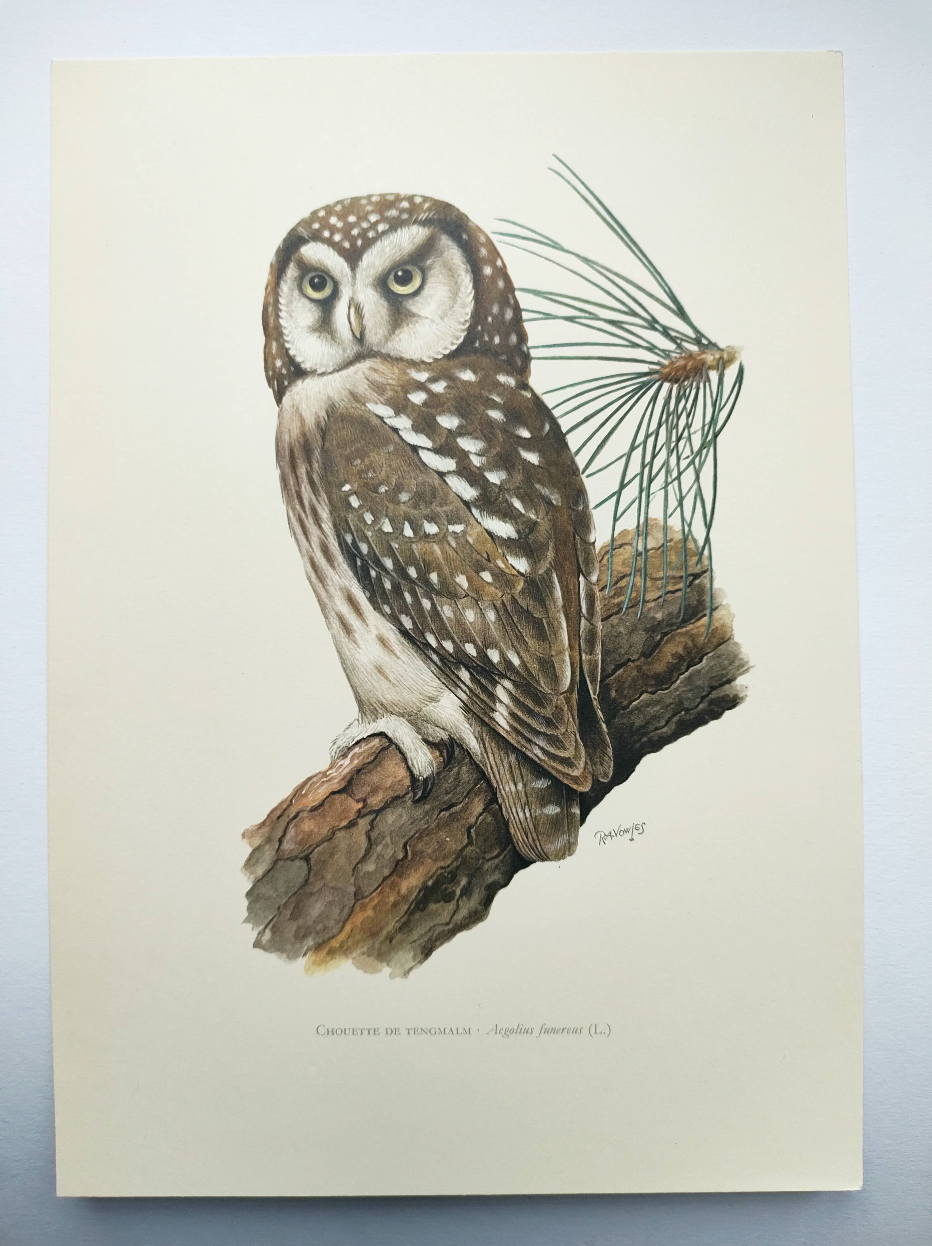 Planche ancienne oiseaux Années 1960 - Chouette de Tengmalm - Hibou