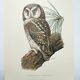 Planche ancienne oiseaux Années 1960 - Chouette de Tengmalm - Hibou