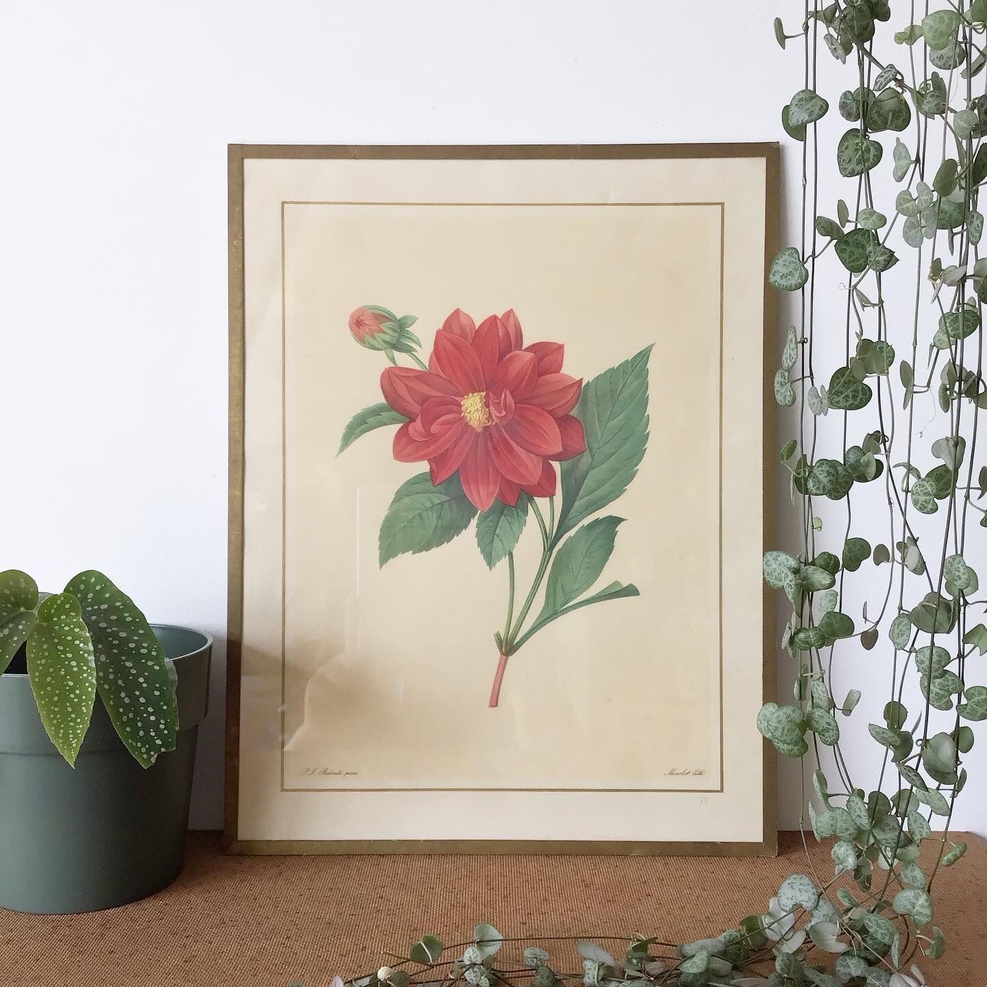 Vintage lithograph frame Redouté flowers