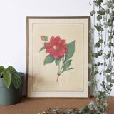 Vintage lithograph frame Redouté flowers