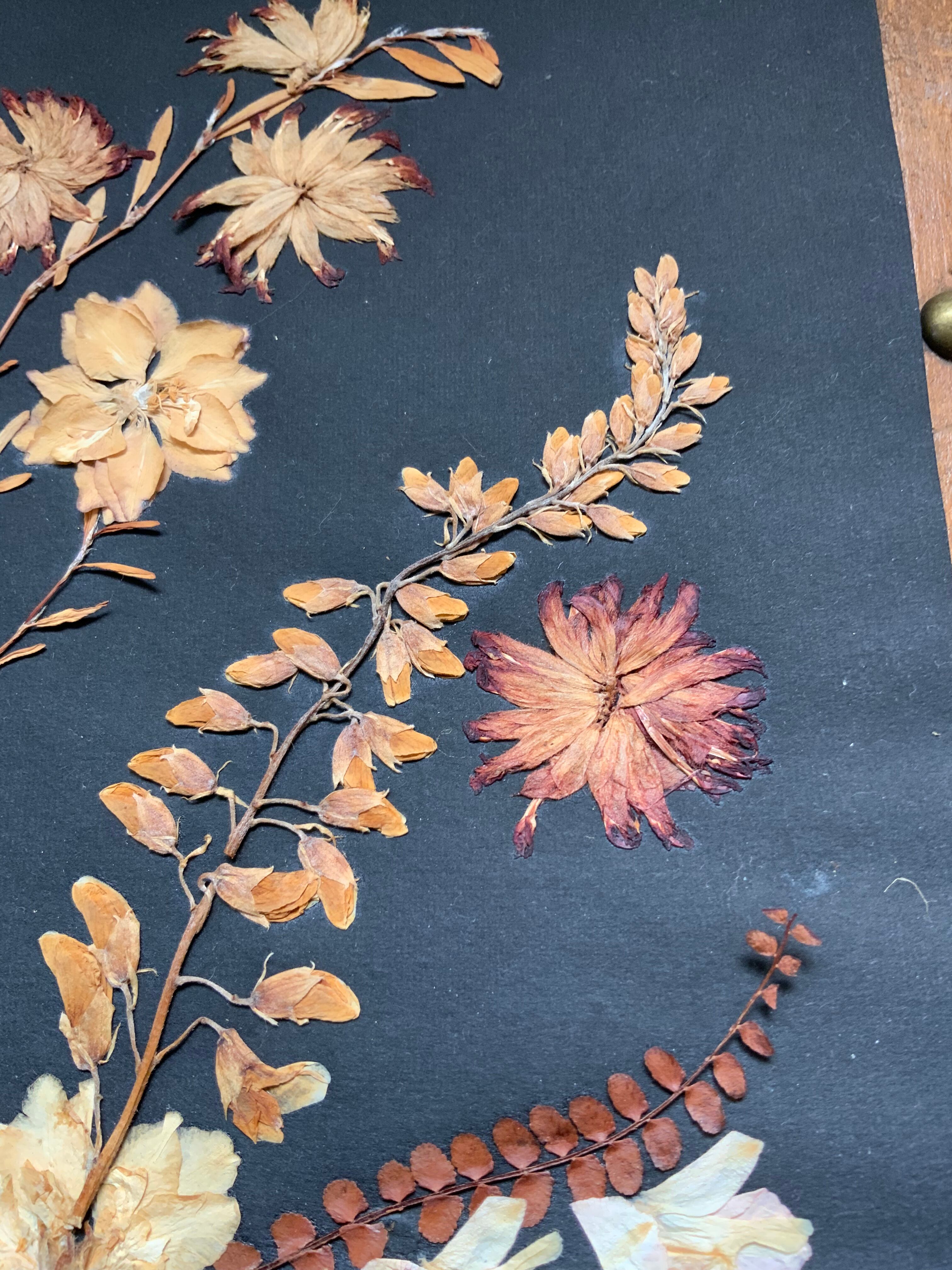 Herbarium ancient natural composition in flower and grass under glass
