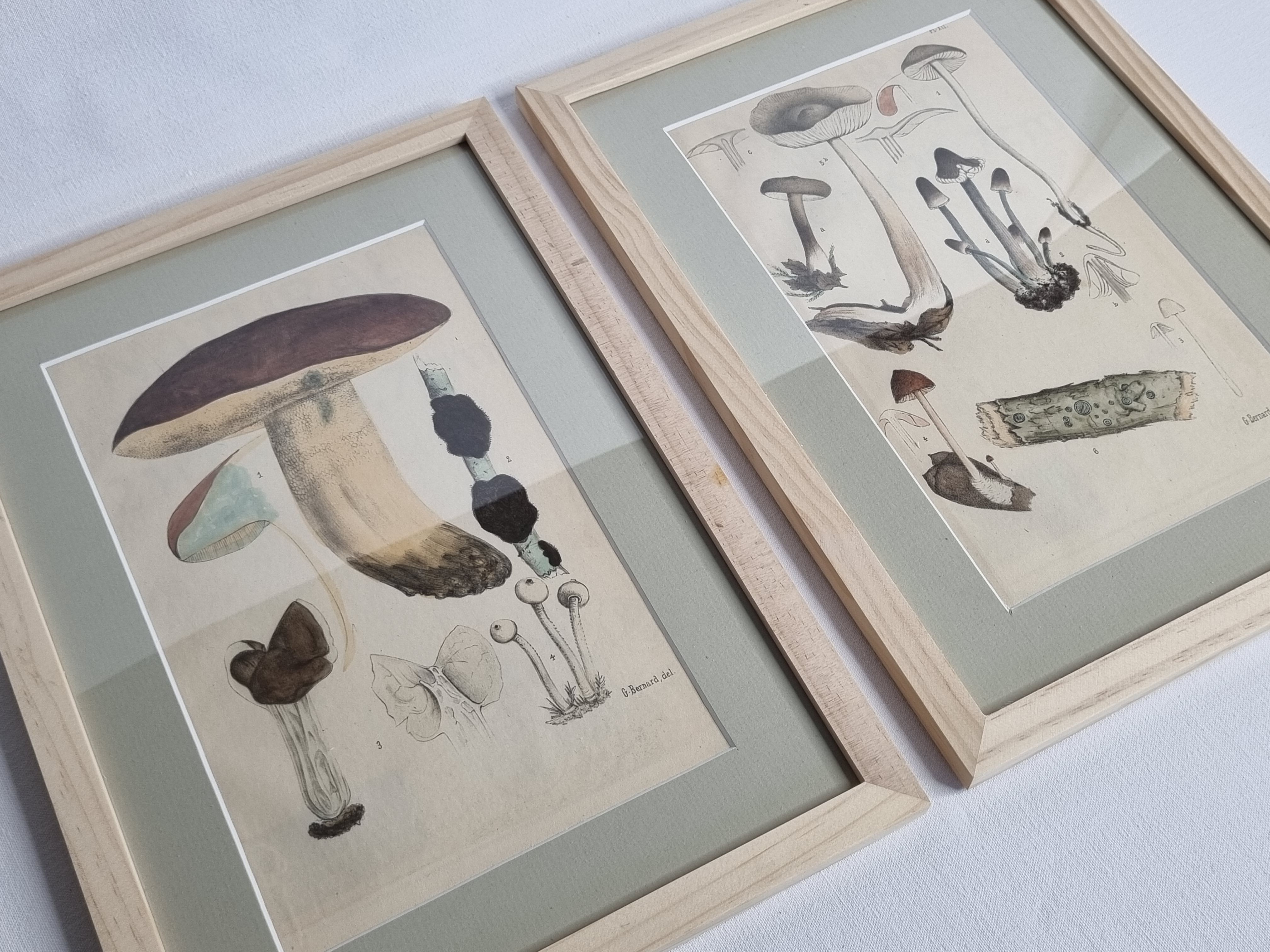 Two old engravings of watercolor mushrooms nineteenth century after G. Bernard