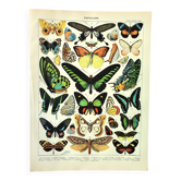 Old engraving from 1897 - Exotic butterflies - by A. Millot - plate