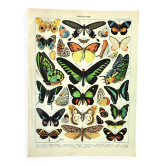 Old engraving from 1897 - Exotic butterflies - by A. Millot - plate