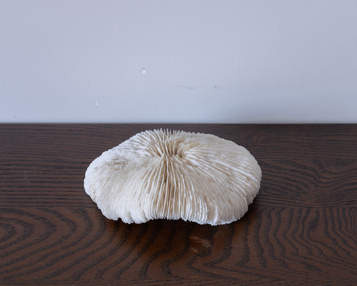Corail fungia 14x12 cm