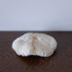 Corail fungia 14x12 cm