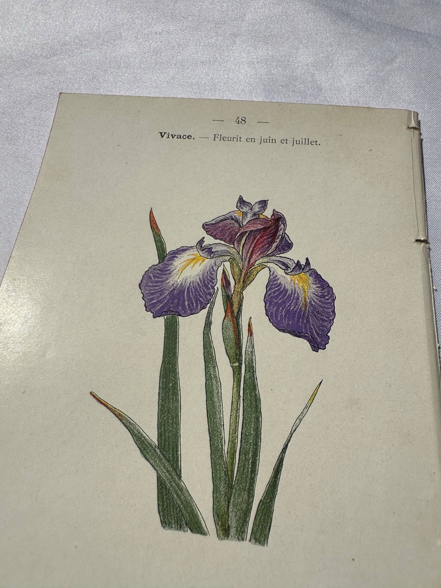 🌿 Botanical Plate Old Naturalist Engraving 19th Century Double-Sided