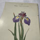 🌿 Botanical Plate Old Naturalist Engraving 19th Century Double-Sided
