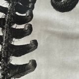 Original heliogravure 1942 n.90, Karl Blossfeldt