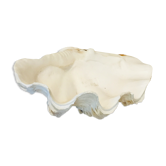 Vide poche coquillage