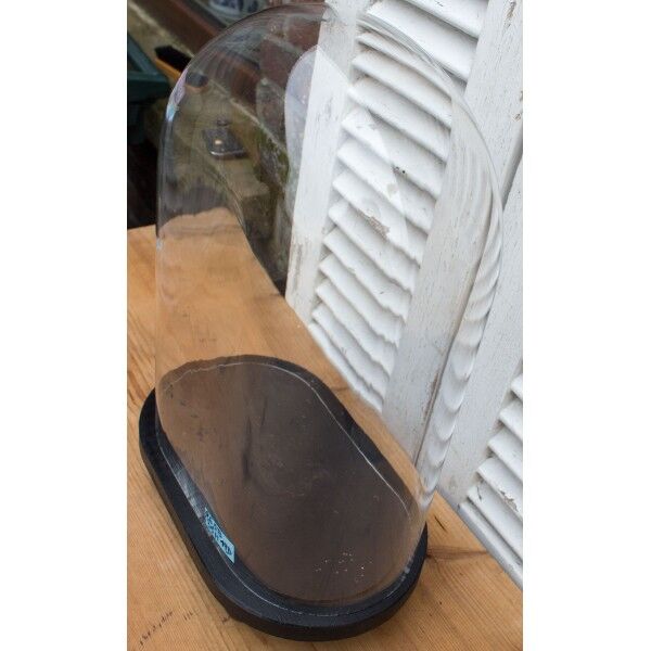 Oval glass globe 35 cm high