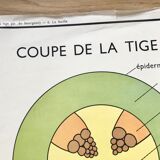 Rossignol pedagogical poster