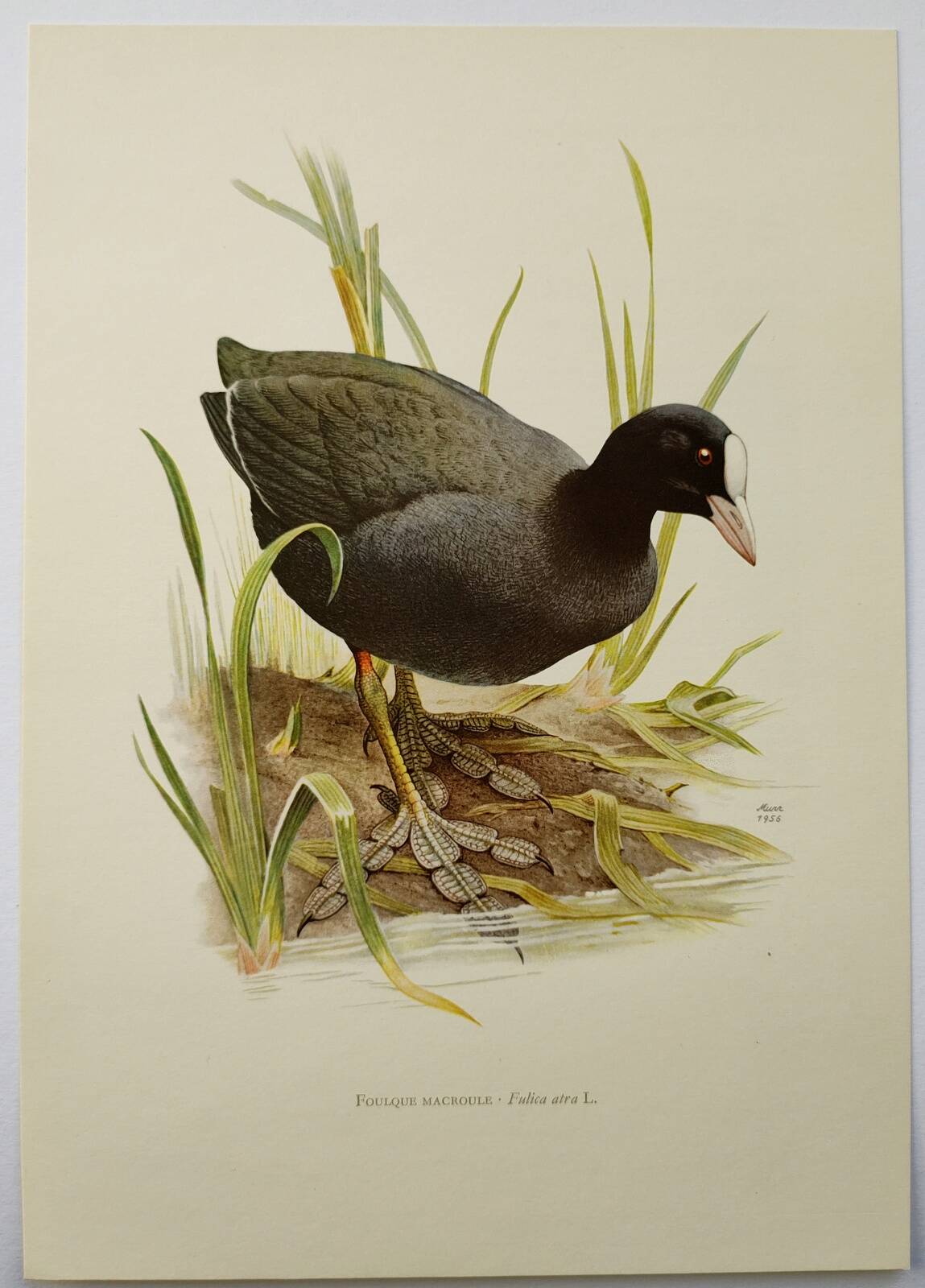 Planche oiseaux Années 1960 - Foulque Macroule - Illustration zoologique et ornithologique vintage