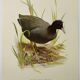 Planche oiseaux Années 1960 - Foulque Macroule - Illustration zoologique et ornithologique vintage
